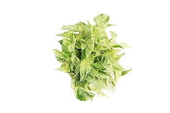 フィロデンドロン スノークイーン Snow Queen Philodendron — Pal's Plants Etc